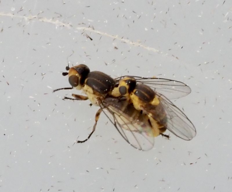 Chlorops pumilionis, jpeg
