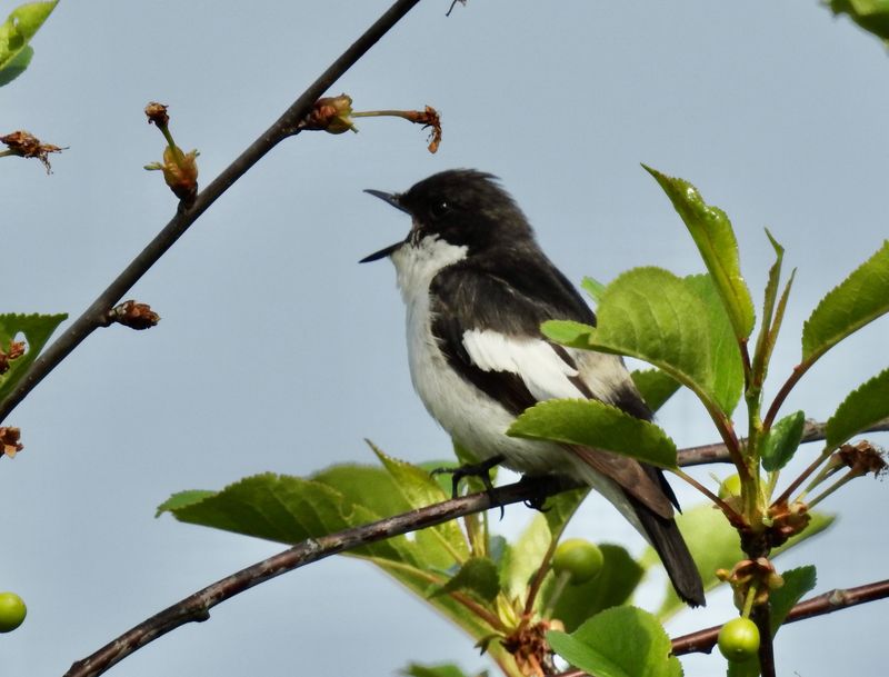 Pied flycatcher male, jpeg