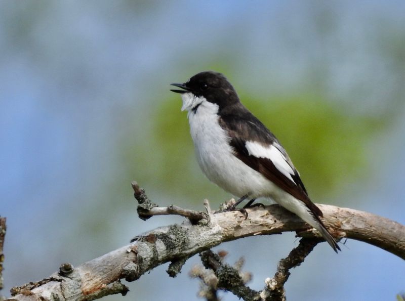 Pied flycatcher male, .jpeg