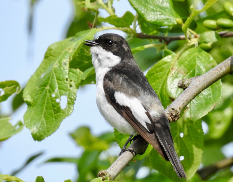 Pied flycatcher male, .jpeg