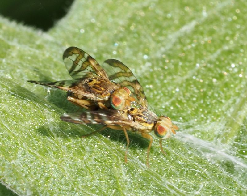 Chaetostomella cylindrica, .jpeg