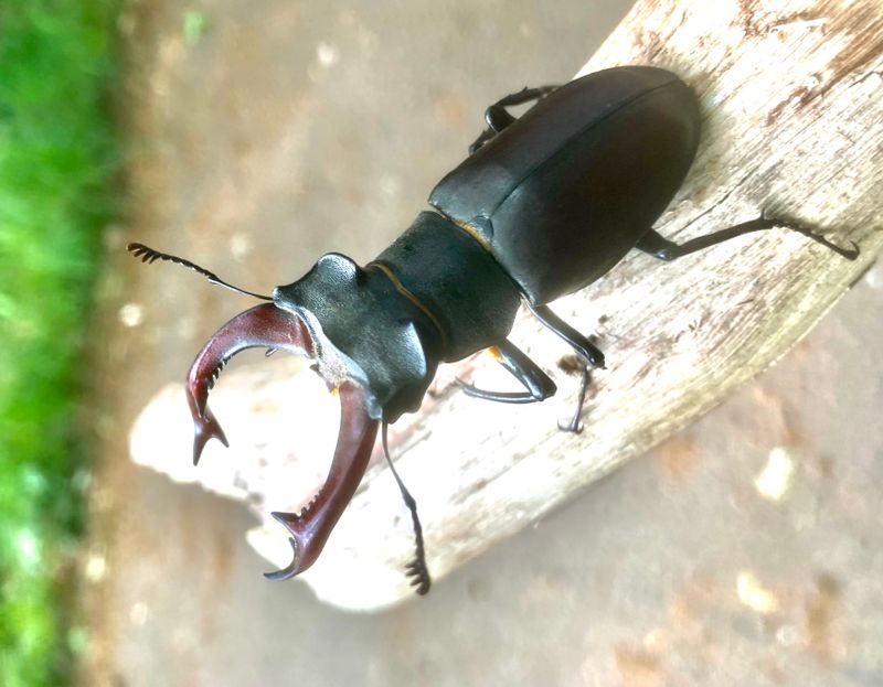 Lucanus cervus male, jpeg