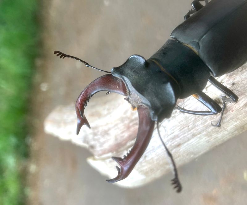 Lucanus cervus male