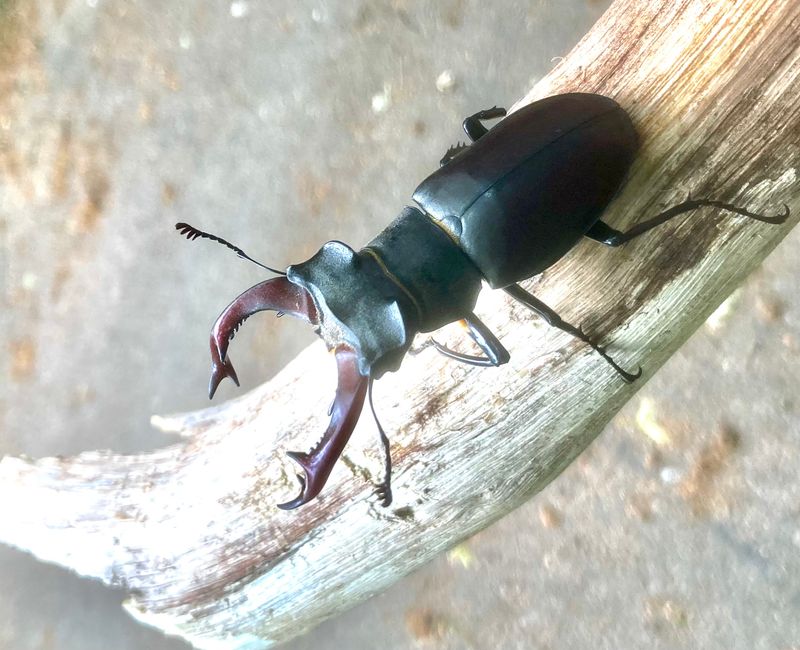 Lucanus cervus male, .jpeg