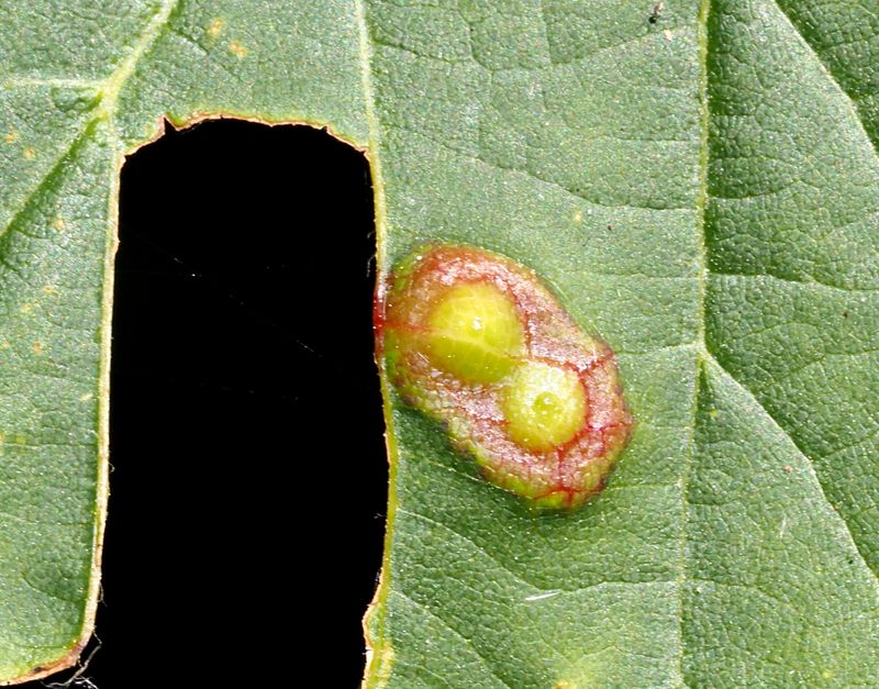 Didymomyia tiliacea, GALLMYGGOR, .jpeg