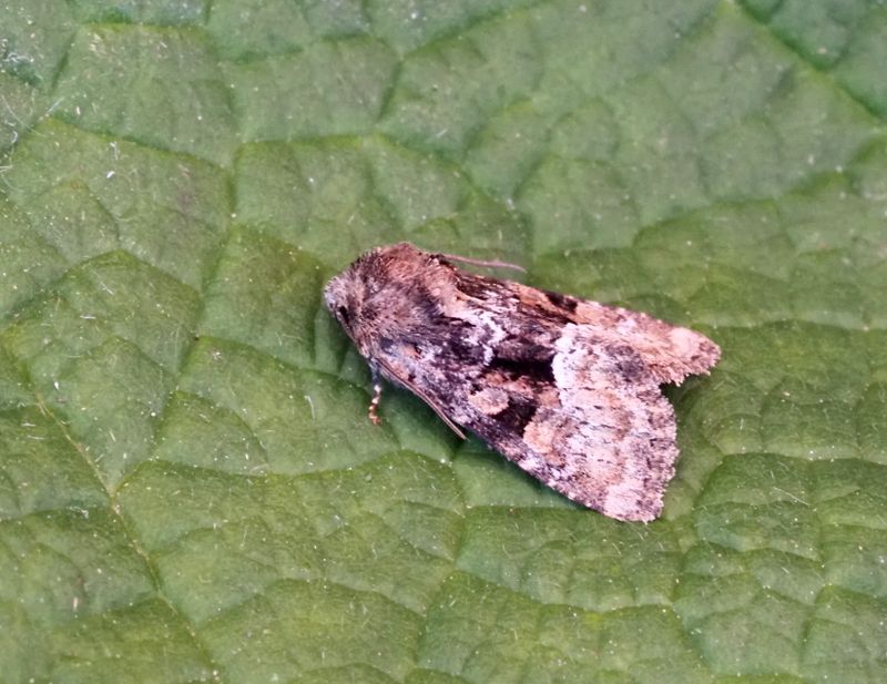 Oligia versicolor.jpeg