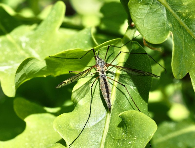 Prionocera turcica, .jpeg