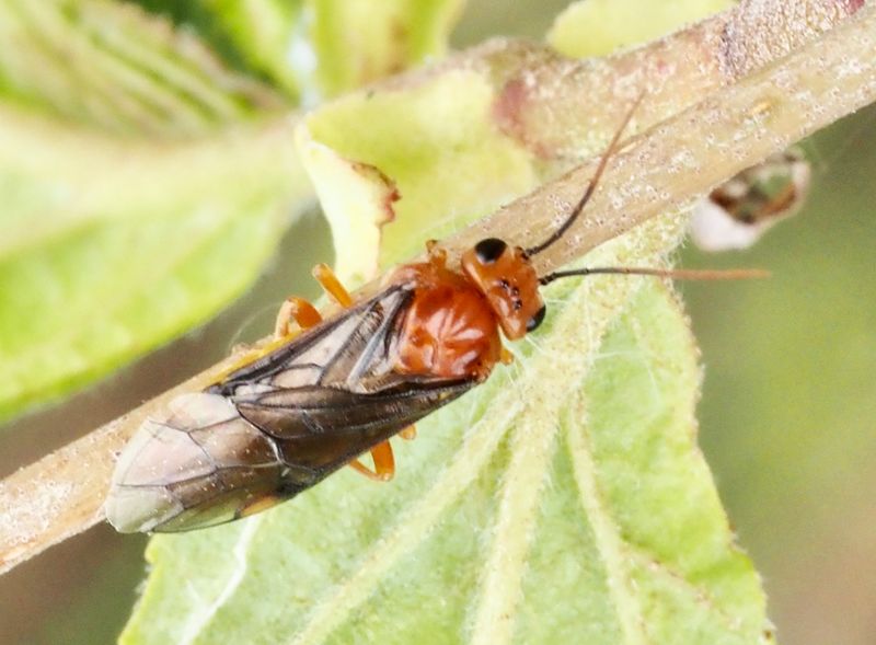 Hemichroa crocera, .jpeg