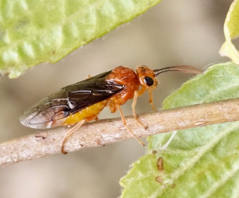 Hemichroa crocera, .jpeg