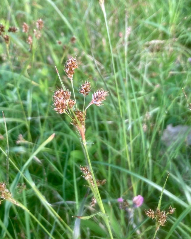 Borsttg, Juncus squarrosus, .jpeg