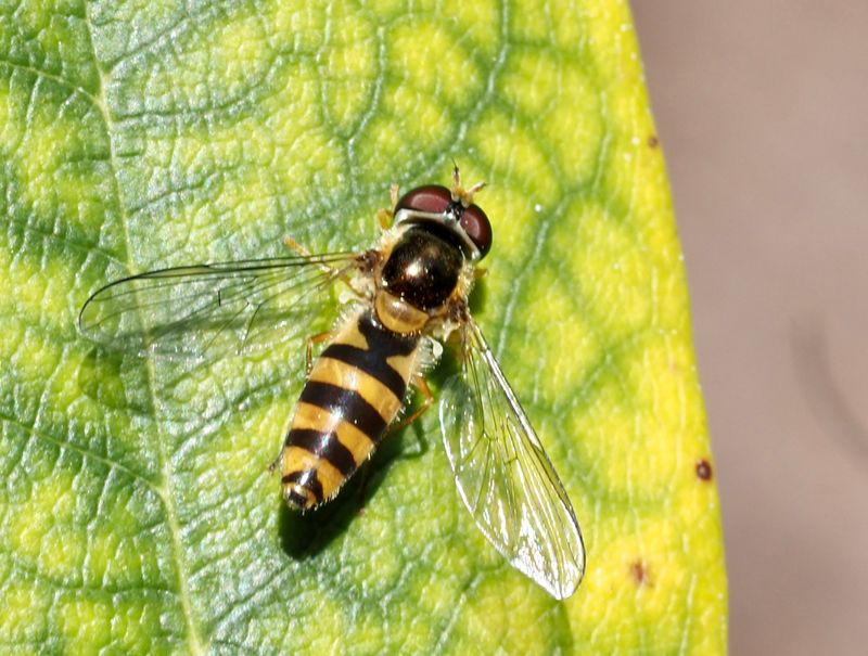 Ringad buskblomfluga, Parasyrphus vittiger, .jpeg