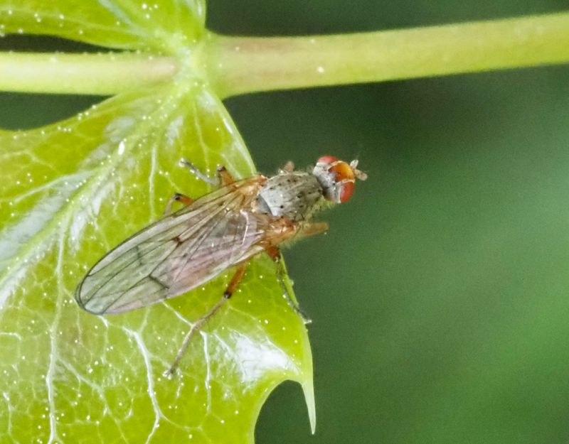 Heleomyza serrata. jpeg