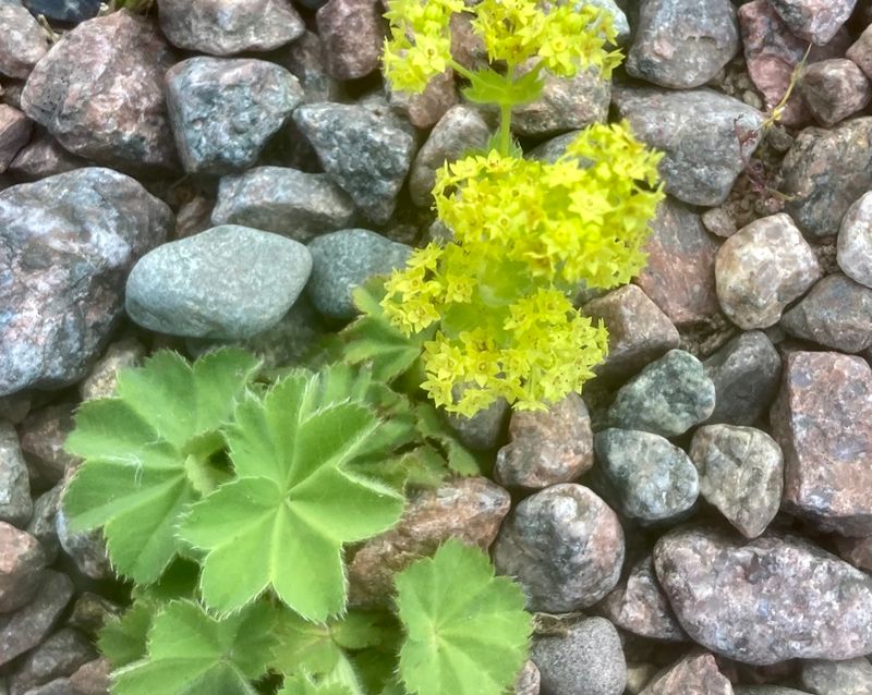 Stjärndaggkåpa, Alchemilla acutiloba. .jpeg