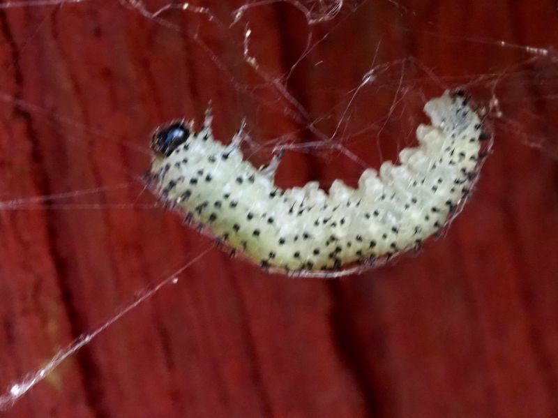 Periclista albida.jpeg