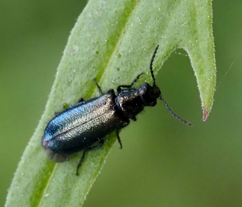 Trichoceble memnonia. .jpeg