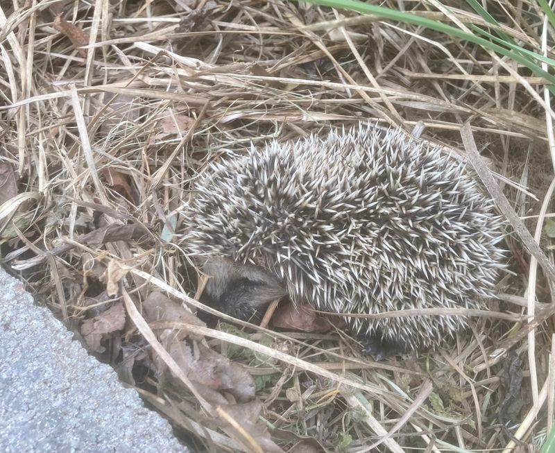 Juvenile Hedgehog in our apartment gardens. .jpeg
