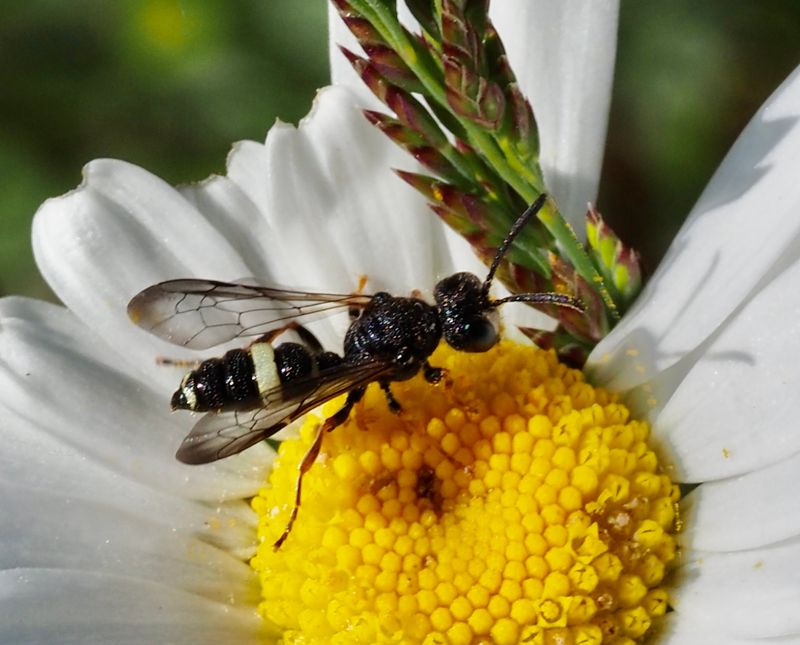 Cerceris rybyensis. .jpeg