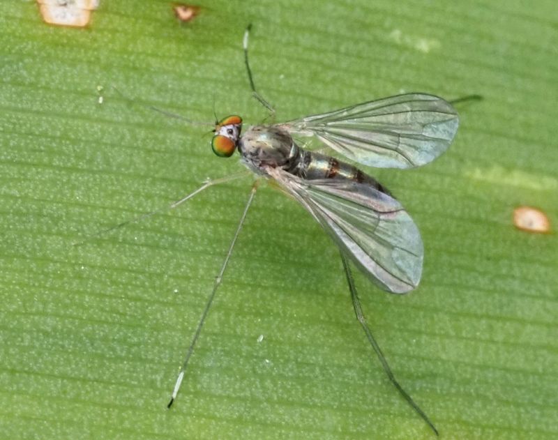 Sciapus plarypterus. .jpeg