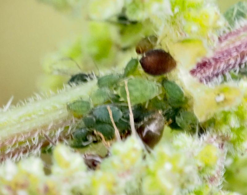 Aphis urticata, .jpeg