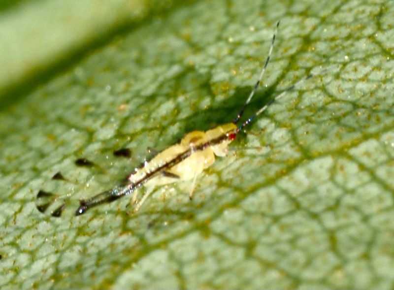 Eucallipterus tiliae, .jpeg