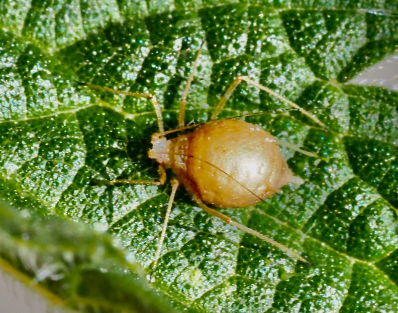 Microlophium carnogum, .jpeg