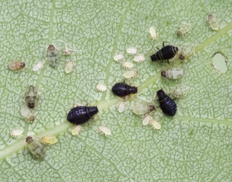 Chaitophorus tremulae, .jpeg