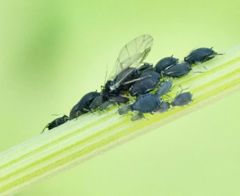 Aphis podagriae, .jpeg
