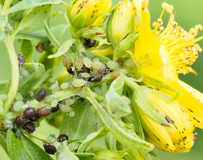 Aphis chloris, .jpeg