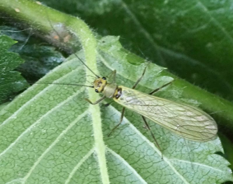 Syphonoperla burmeisteri, jpeg