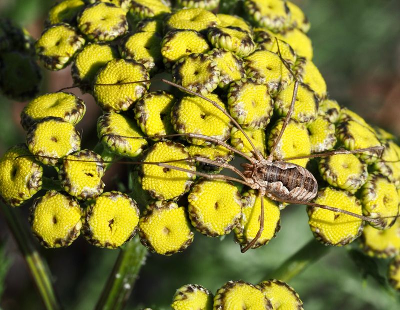 Hornlocke, Phalangium opilio .jpeg