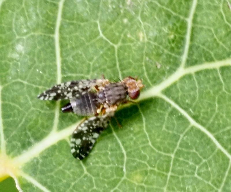 Campiglossa loewiana, .jpeg