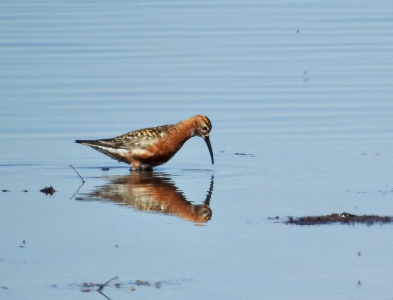 Curlew sandpiper, Calidris ferruginea, Spovsnppa