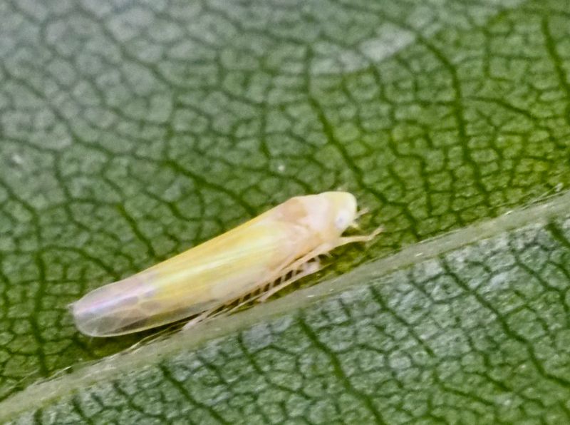 Edwardsiana flavescens, .jpeg