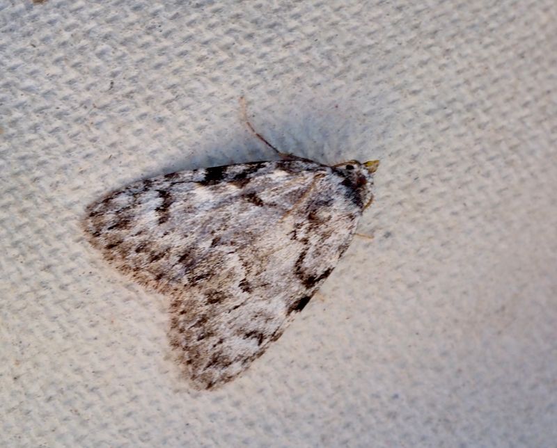Gulpucklig trågspinnare, Meganola strigula, .jpeg
