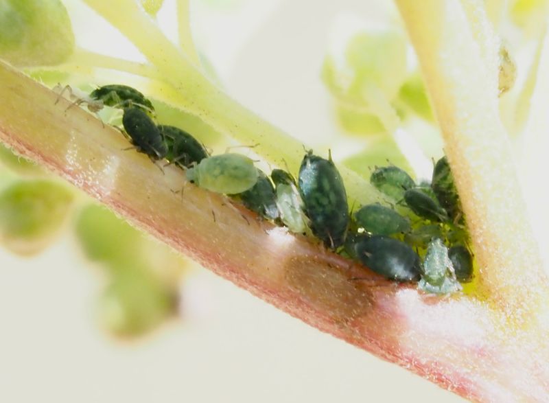 Aphis ulmariae, .jpeg