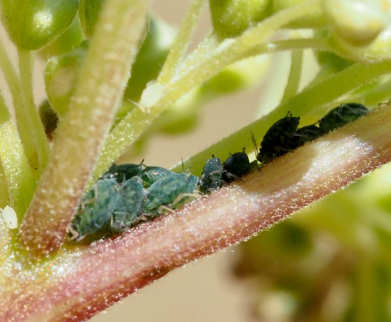 Aphis ulmariae, .jpeg