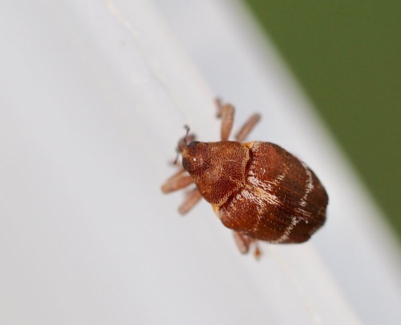 Coeliodes transversealbofasciatus. .jpeg