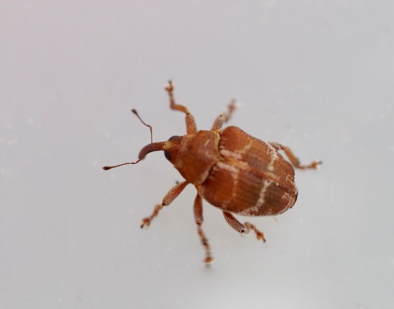 Coeliodes transversealbofasciatus. .jpeg
