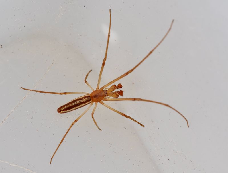 Tetragnatha striata male, Vasstreckspindel hane.jpeg