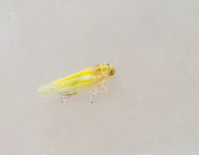 Alebra albostriella. .jpeg