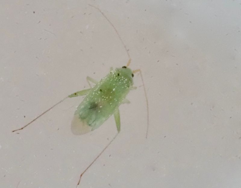 Asciodema obsoleta. .jpeg