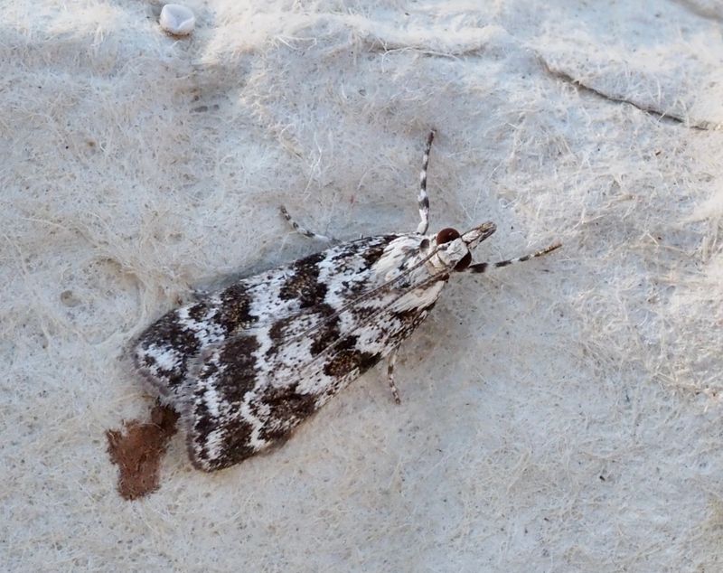 Skarptecknat ugglemott, S. Pyralella. .jpeg