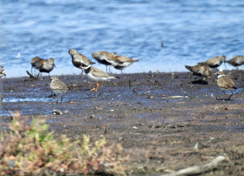 Dunlin, Bejershamn. .jpeg