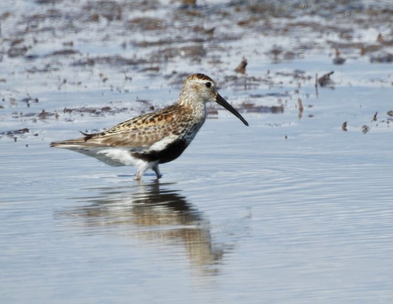 Dunlin, Bejershamn. .jpeg