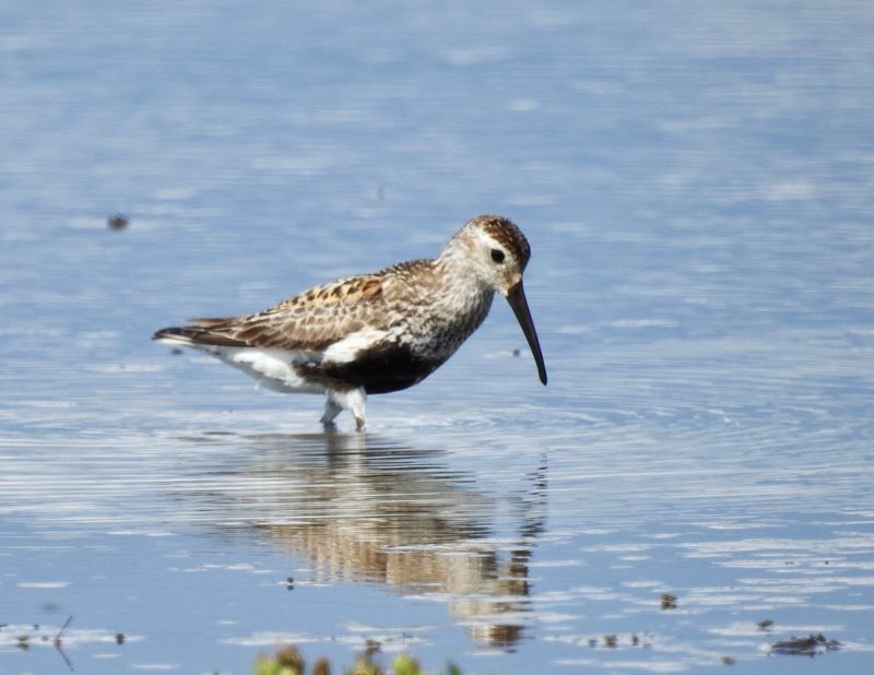 Dunlin, Bejershamn. .jpeg