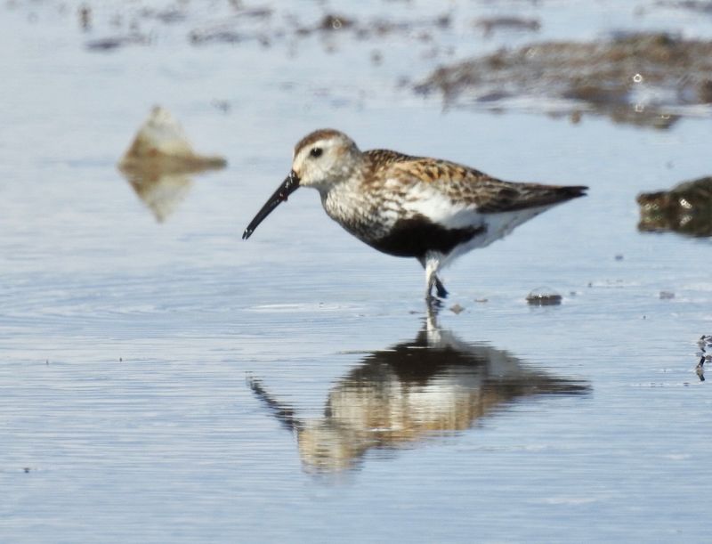 Dunlin, Bejershamn. .jpeg