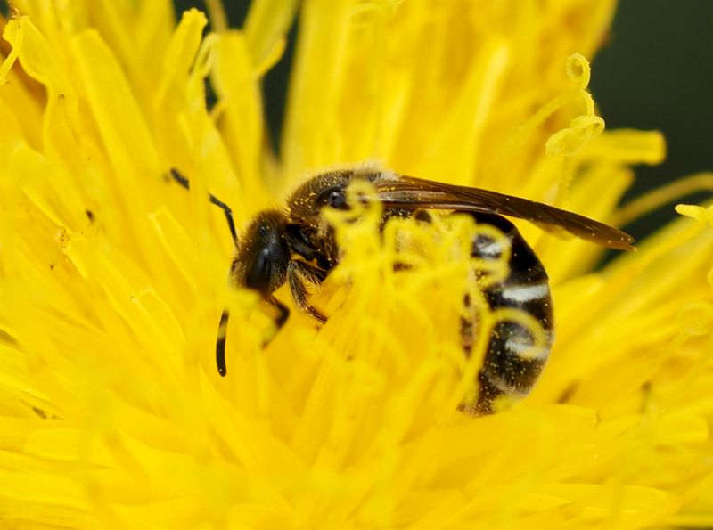 SMALBIN, LASIOGLOSSUM, Lasioglossum leucozonium. .jpeg