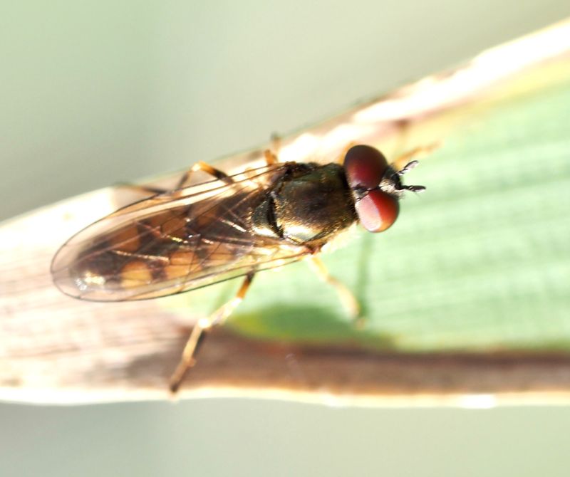 Vassfotblomfluga, Platycheirus europaeus. .jpeg