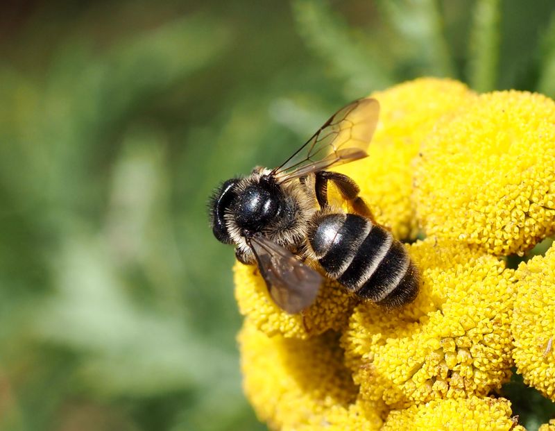 Skogsbanbi, Halictus rubicundus. .jpeg
