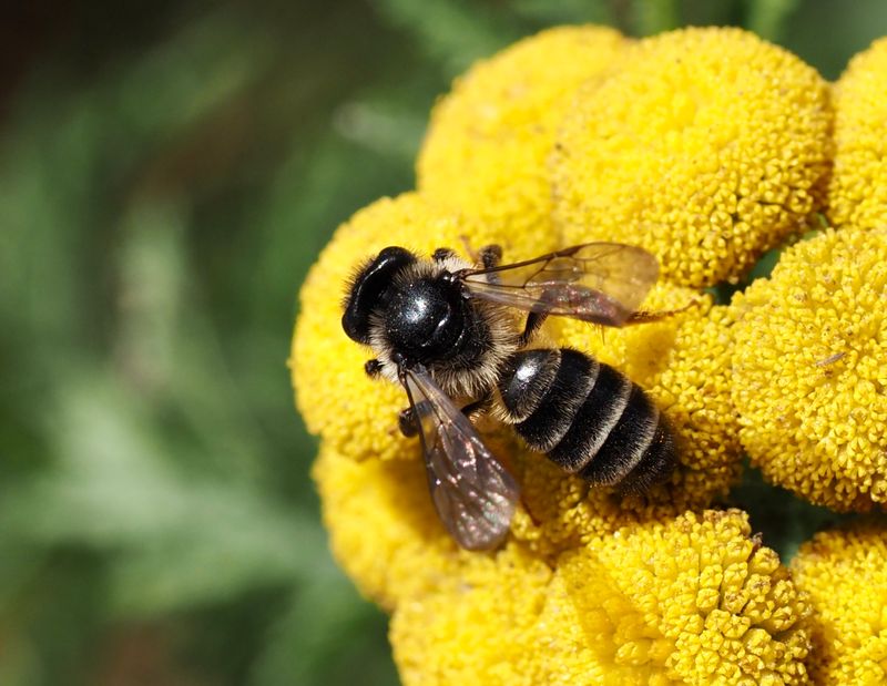 Skogsbandbi, Halictus rubicundus. .jpeg